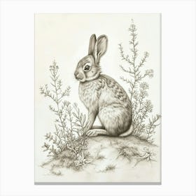 Himalayan Rabbit Drawing 1 Canvas Print