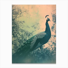 Light Leak Photo Style Of A Turquoise Peacock Canvas Print