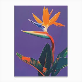 Bird Of Paradise 50 Canvas Print