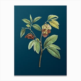 Vintage Papaw Tree Branch Botanical Art on Teal Blue n.0899 Canvas Print