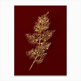 Vintage Phoenicean Juniper Botanical in Gold on Red Canvas Print