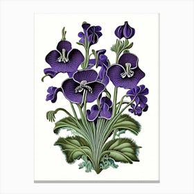 Violets Wildflower Vintage Botanical 2 Canvas Print
