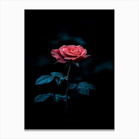 Dark Rose 149 Canvas Print