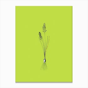 Vintage Autumn Squill Black and White Gold Leaf Floral Art on Chartreuse n.0498 Canvas Print