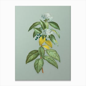 Vintage Laurustinus Botanical Art on Mint Green n.0220 Canvas Print