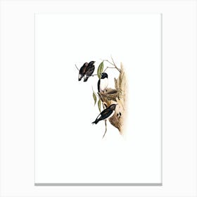 Vintage White Rumped Wood Swallow Bird Illustration on Pure White n.0143 Canvas Print