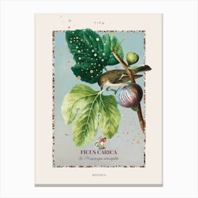 Botanica - Fig Canvas Print