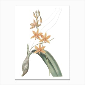 Orchids 4 Canvas Print