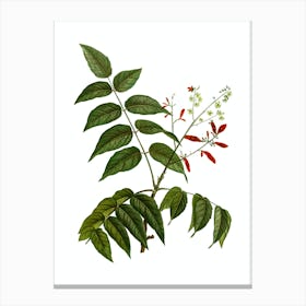 Vintage Tree of Heaven Botanical Illustration on Pure White n.0953 Canvas Print
