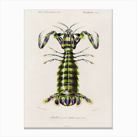 Giant Mantis Shrimp (Squilla Maculata), Charles Dessalines D' Orbigny Canvas Print