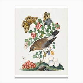 Birds And Insects Vintage Illustration Canvas Print