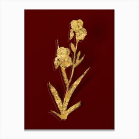 Vintage Elder Scented Iris Botanical in Gold on Red 1 Canvas Print
