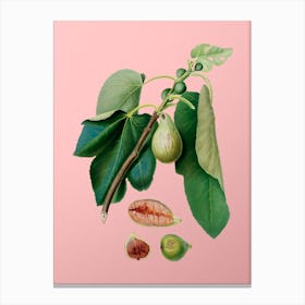 Vintage Monaco Fig Botanical on Soft Pink n.0854 Canvas Print