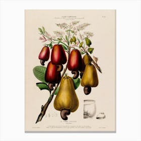 Figs And Pears 2 Canvas Print