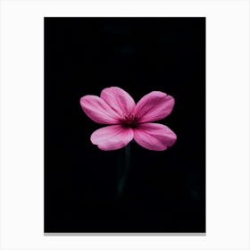 Single Pink Flower On A Black Background 1 Canvas Print