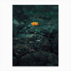 Single Yellow Flower On Rocks Canvas Print