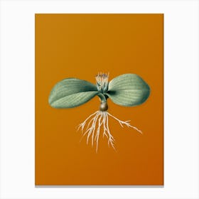 Vintage Massonia Pustulata Botanical on Sunset Orange n.0178 Canvas Print