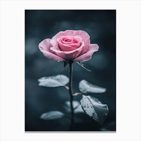 Pink Rose 75 Canvas Print