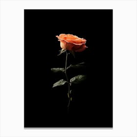 Single Rose On A Black Background 2 Canvas Print