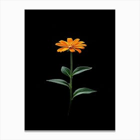 Single Orange Flower 1 Canvas Print