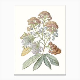 Hydrangea Root Spices And Herbs Pencil Illustration 1 Canvas Print