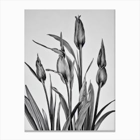 Gladioli B&W Pencil 3 Flower Canvas Print