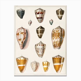 Collection Of Various Shells, Oliver Goldsmith 1 Canvas Print