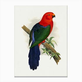 King Parrot 1 Canvas Print