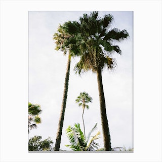 Find Me Under The Palms Canvas Print