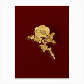 Vintage Burnet Rose Botanical in Gold on Red n.0141 Canvas Print