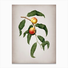 Vintage Peach Botanical on Parchment n.0665 Canvas Print