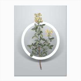 Vintage Common Cytisus Minimalist Flower Geometric Circle on Soft Gray n.0040 Canvas Print