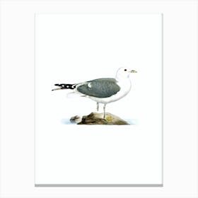 Vintage Common Gull Bird Illustration on Pure White Canvas Print