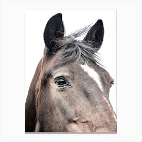 Portrait Of A Horse 1 Canvas Print