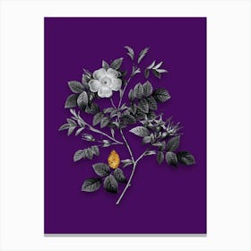 Vintage Malmedy Rose Black and White Gold Leaf Floral Art on Deep Violet n.0538 Canvas Print