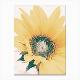 Open Sunflower Canvas Print
