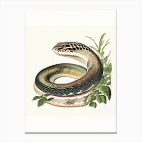 Anaconda Snake 1 Vintage Canvas Print