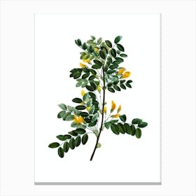 Vintage Siberian Pea Tree Botanical Illustration on Pure White n.0481 Canvas Print