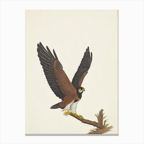 Falcon Illustration Bird Canvas Print