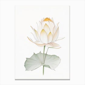 Amur Lotus Pencil Illustration 1 Canvas Print