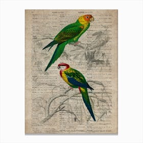 Parakeet Dictionnaire Universel Dhistoire Naturelle Canvas Print