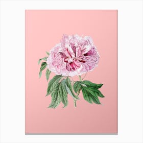 Vintage Double Red Curled Tree Peony Botanical on Soft Pink Canvas Print