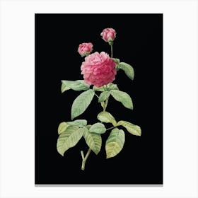 Vintage Agatha Rose in Bloom Botanical Illustration on Solid Black n.0074 Canvas Print