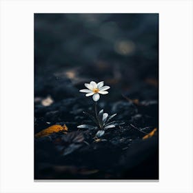 White Flower In The Dark 32 Canvas Print