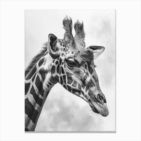 Giraffe Portrait Pencil Drawing Canvas Print