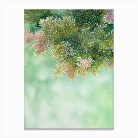 Acropora Millepora V Storybook Watercolour Canvas Print