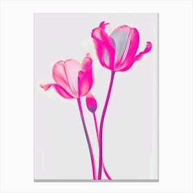 Hot Pink Tulip 2 Canvas Print
