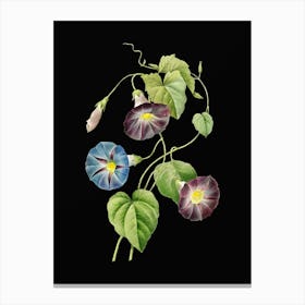 Vintage Morning Glory Botanical Illustration on Solid Black n.0151 Canvas Print