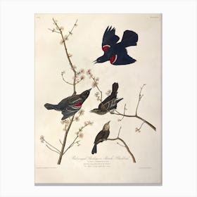 Redwinged Starling, John James Audubon Canvas Print