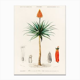 Candelabra Aloe (Aloe Fruticosa), Charles Dessalines D'Orbigny Canvas Print